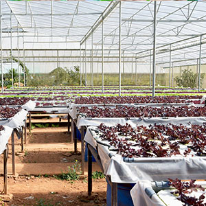 퍼포레이티드 그라운드 막, 베이퍼 배리어 영화, 온실 필름, 농업 팬더 영화, 사려깊은 마일라 영화 9