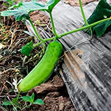 퍼포레이티드 그라운드 막, 베이퍼 배리어 영화, 온실 필름, 농업 팬더 영화, 사려깊은 마일라 영화 11