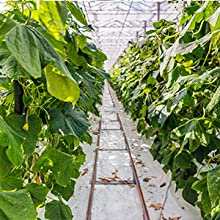 퍼포레이티드 그라운드 막, 베이퍼 배리어 영화, 온실 필름, 농업 팬더 영화, 사려깊은 마일라 영화 12