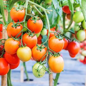 조망 직물, 잡초 방벽, 에코가든러, 에코가든러 조망 직물