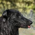 휴대용 샤워 가방, 여행 세척 키트, 캠핑 액세서리, 야외 여행 캠핑 하이킹, 펌프, 분무기 12