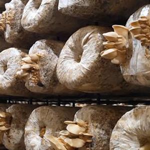 Autoclavable Mushroom Growing Bags, Mushroom Spawn Bags, Stand Up Durable Bags, 정원 용품, 통기성 4