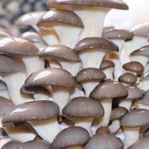 Autoclavable Mushroom Growing Bags, Mushroom Spawn Bags, Stand Up Durable Bags, 정원 용품, 통기성 5