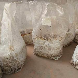 Autoclavable Mushroom Growing Bags, Mushroom Spawn Bags, Stand Up Durable Bags, 정원 용품, 통기성 6