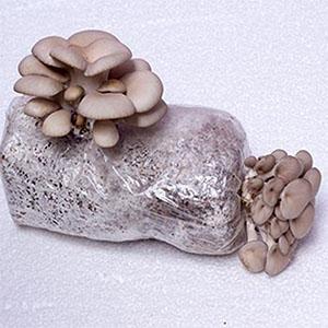 Autoclavable Mushroom Growing Bags, Mushroom Spawn Bags, Stand Up Durable Bags, 정원 용품, 통기성 8