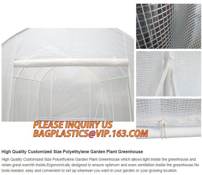 PACKAGES 1, 쉽게 도금을 위한 저렴하 정원 유리 온실인 온실 도마도 단일 폭 플라스틱 박막 유리 온실을 설치합니다