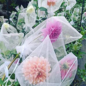 백색 화약포
